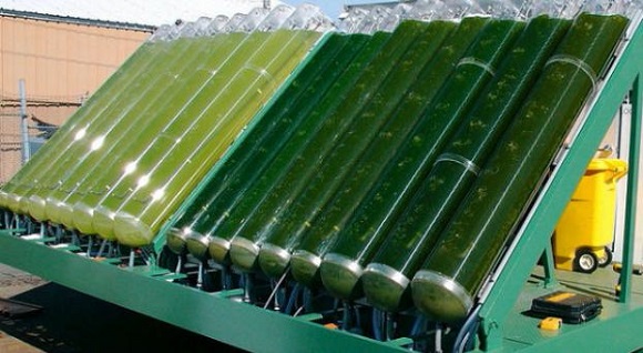 Открытие физиков из МФТИ поможет использовать водоросли вместо бензина